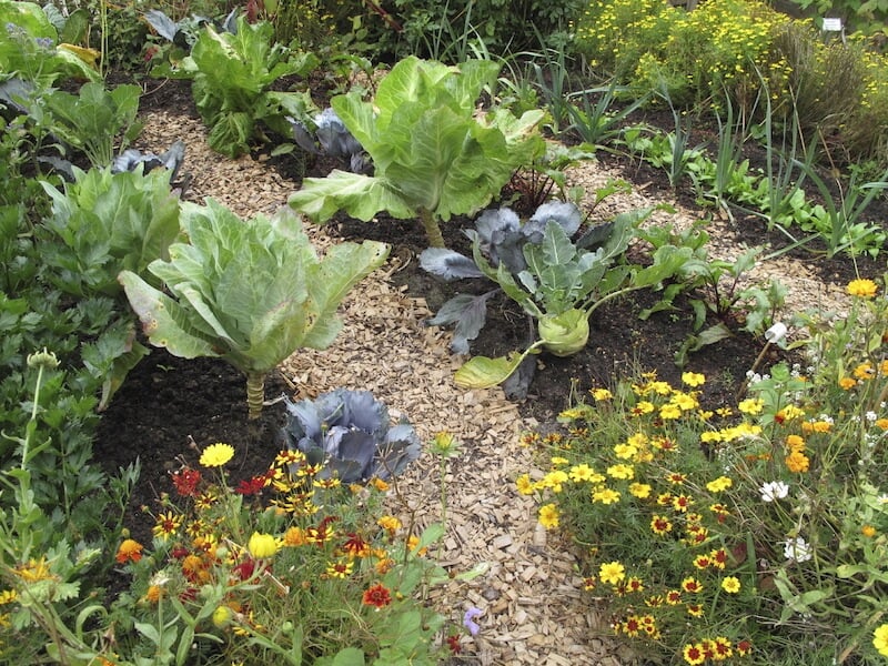 这是一个典型的菜地的例子，在一排排蔬菜之间用覆盖物来阻挡杂草。一些小花是蔬菜的补充，还能驱走害虫。