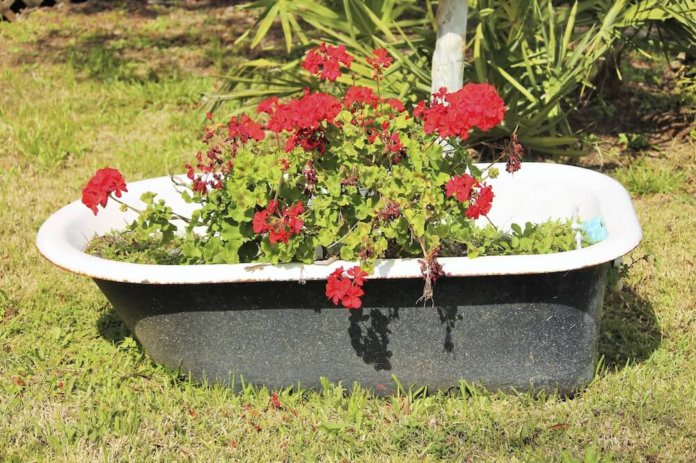 即使是旧的爪形浴缸也可以作为花盆获得新生。这个想法是完美的折衷或乡村花园。