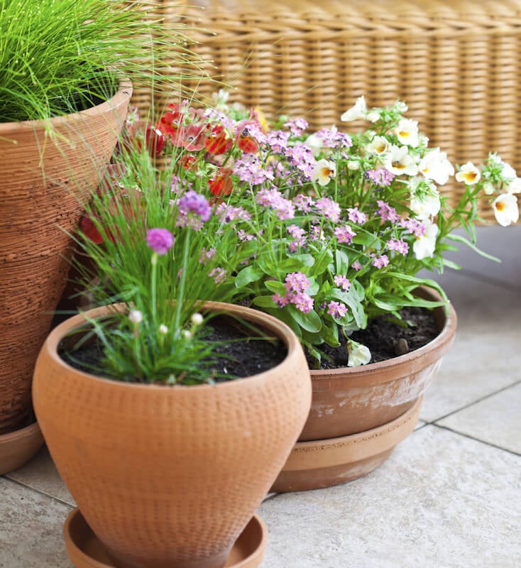 选择不同高度、纹理和形状的花盆是为小型容器花园添加微妙纹理的好方法。