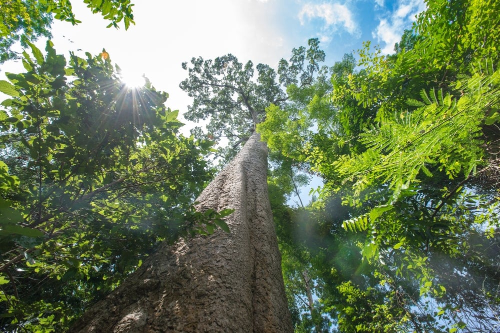 热带雨林中的巨型贝壳杉树