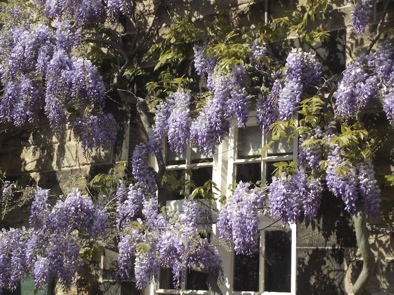 虽然紫藤不是真正的葡萄藤，但它有许多葡萄的品质，并且会像藤蔓，超越棚子和桁架一样成长。