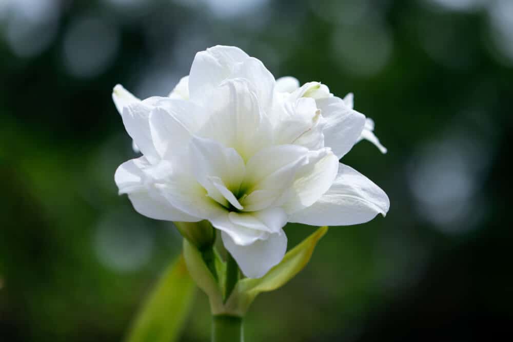 这是一朵白色孤挺花的特写。