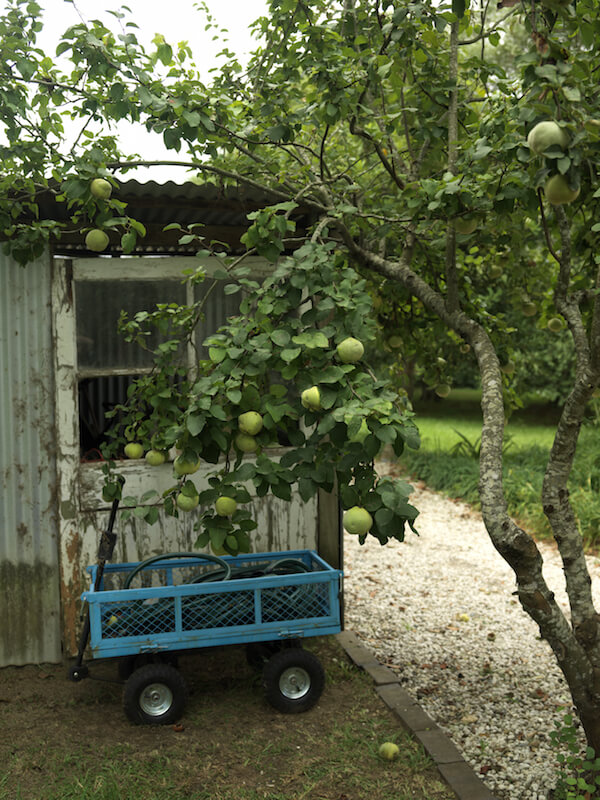 这棵苹果树被成熟的果实压弯了。附近有一间园艺棚和一辆马车，在收获的时候会很有用。