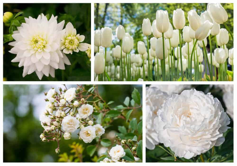 不同种类的白花。