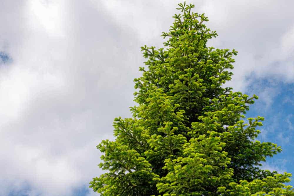 这是一个仔细的看起来高大和成熟的黑云杉树。