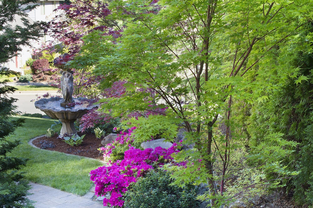 幼小的枫树旁边是矮牵牛花灌木，远处有一座维纳斯造型的喷泉。