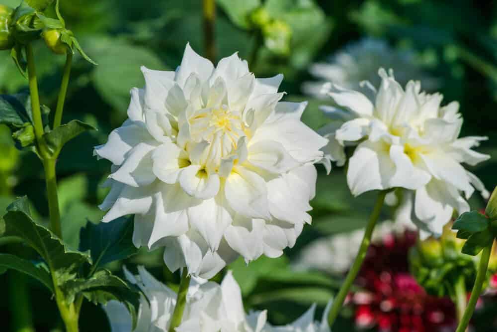 迷人而新鲜的白色大丽花。