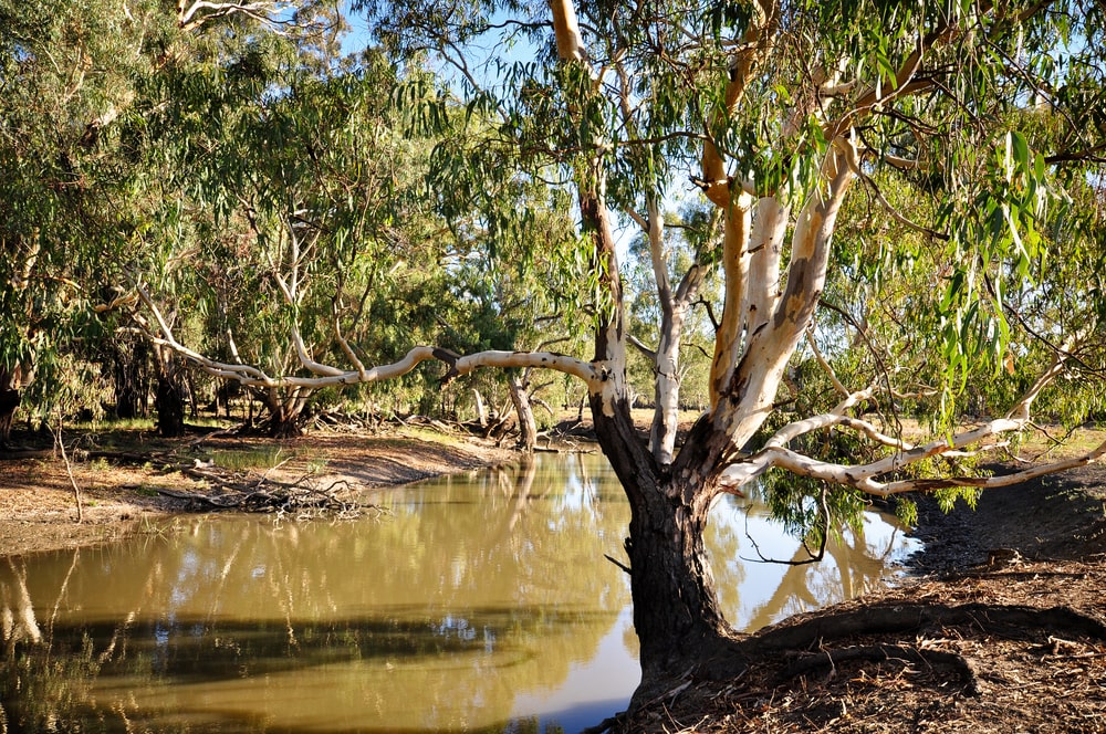 红河桉树，树皮剥落，生长在泥泞的澳大利亚水道旁